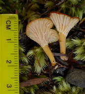 Image de Cantharellus wellingtonensis McNabb 1971