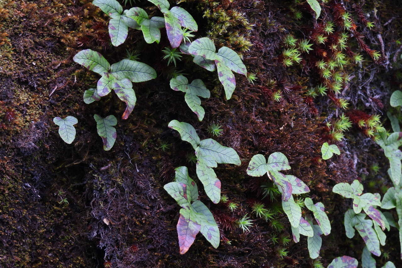 Pichisermollodes quasidivaricata (Hayata) Fraser-Jenk.的圖片