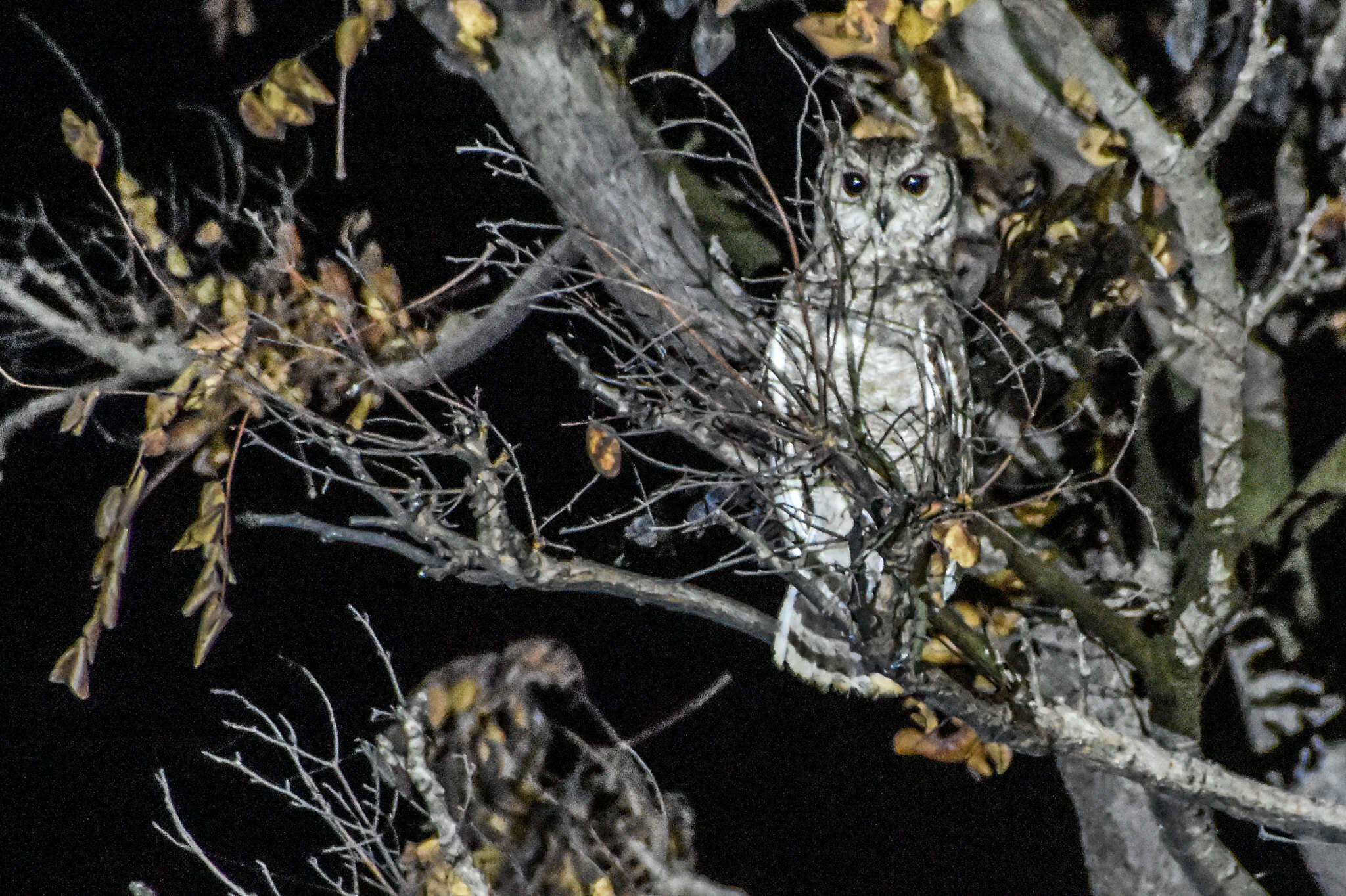 Image of Greyish Eagle-Owl