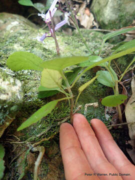 Image of Plectranthus hilliardiae subsp. hilliardiae