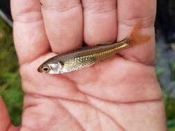 Image of Marjorie&#39;s freshwater hardyhead