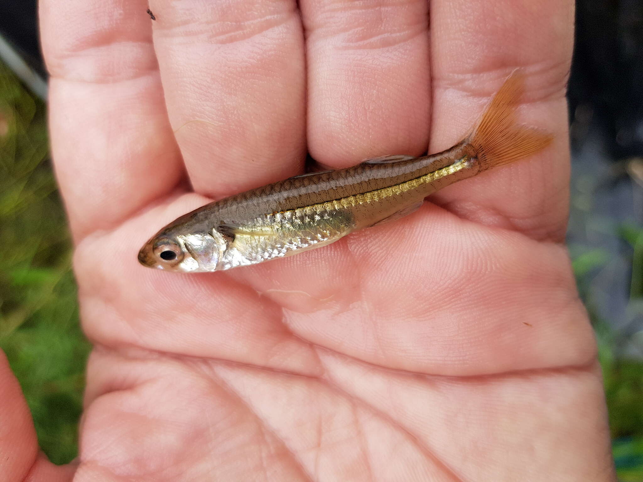 Image of Marjorie&#39;s freshwater hardyhead