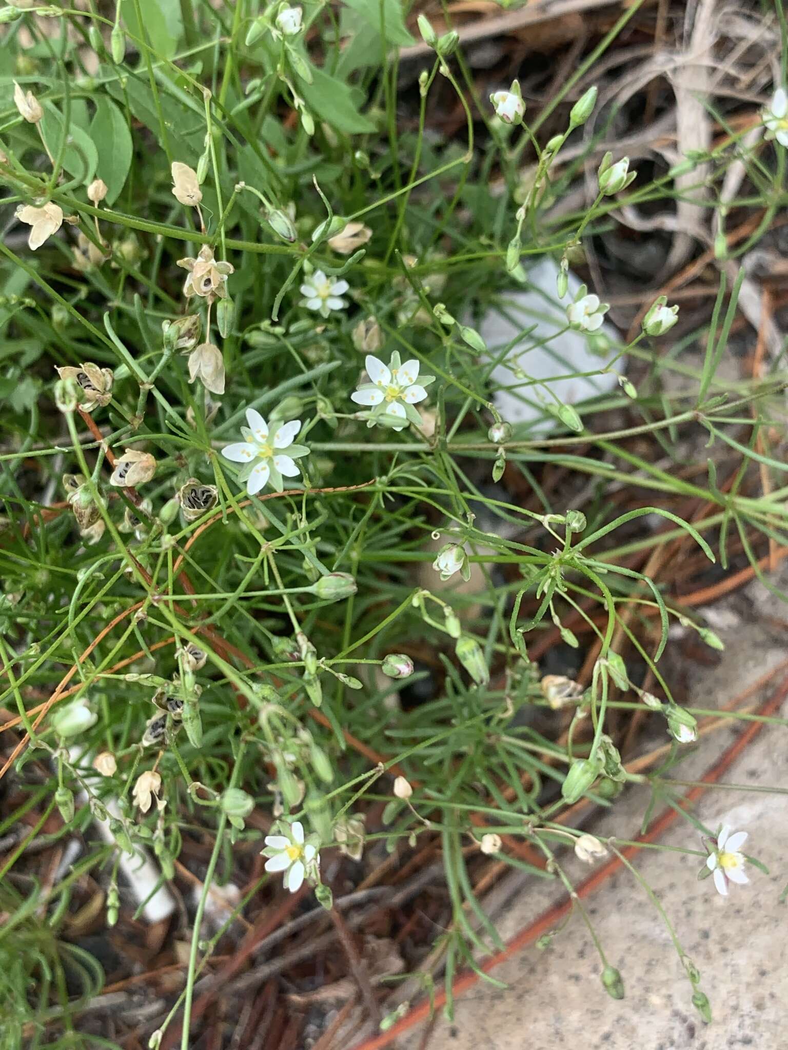 Image of Spergularia flaccida (Madden) I. M. Turner