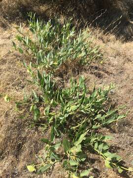 Image of woolly milkweed