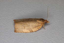 Image of Moth