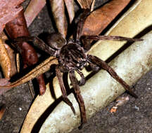 Image of Mituliodon tarantulinus (L. Koch 1873)