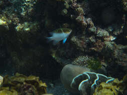 Image of Black-vent damsel