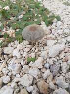 Coprinellus arenicola Wartchow & A. R. Gomes 2014的圖片