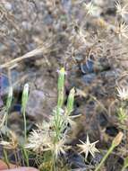 Image of Vittadinia blackii N. T. Burbidge