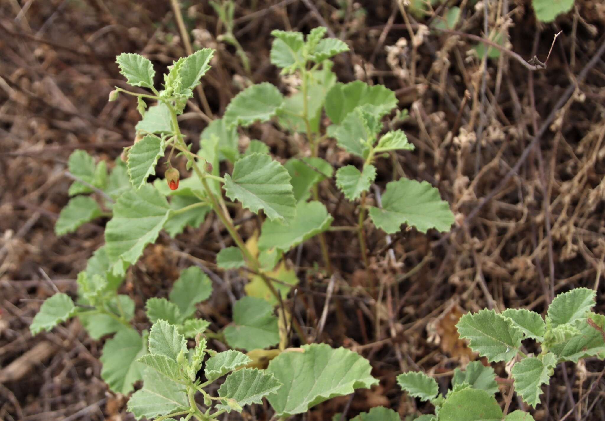 Image of Texas burstwort