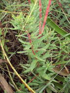 Image of Mandevilla petraea (A. St.-Hil.) Pichon