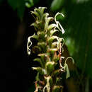 Sivun Larsenianthus careyanus (Benth. & Hook. fil.) W. J. Kress & Mood kuva