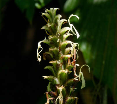 Larsenianthus careyanus (Benth. & Hook. fil.) W. J. Kress & Mood的圖片