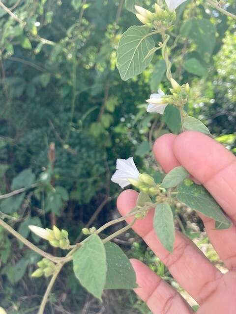 Слика од Jacquemontia nodiflora (Desr.) G. Don