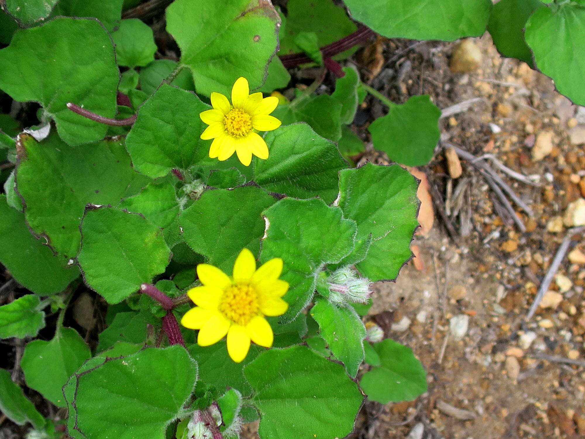 Image de Arctotis perfoliata (Less.) Beauv.