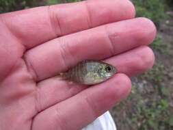 Image of Bantam Sunfish