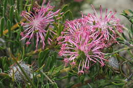 Image of Isopogon linearis Meissn.