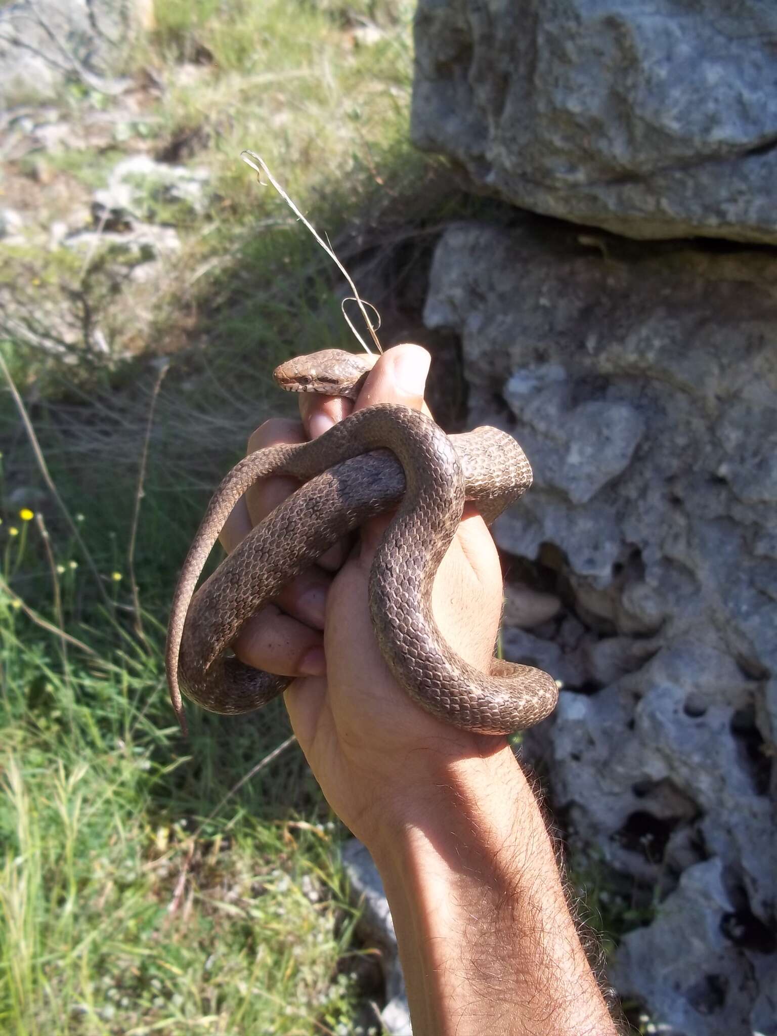 Image of Caucasian Rat Snake