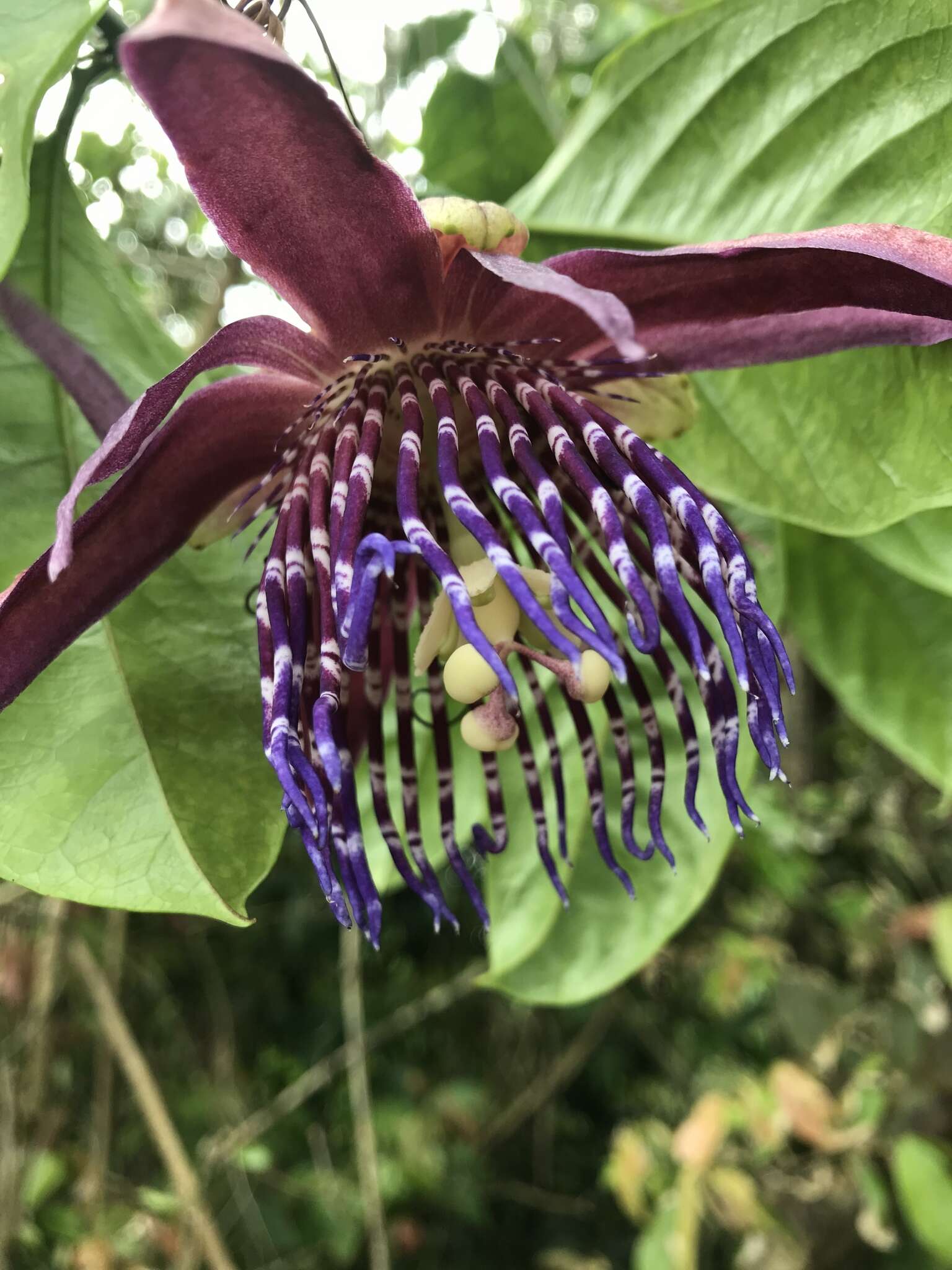 Passiflora ambigua Hemsl. ex Hook. fil. resmi