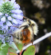 Слика од Bombus lapponicus (Fabricius 1793)