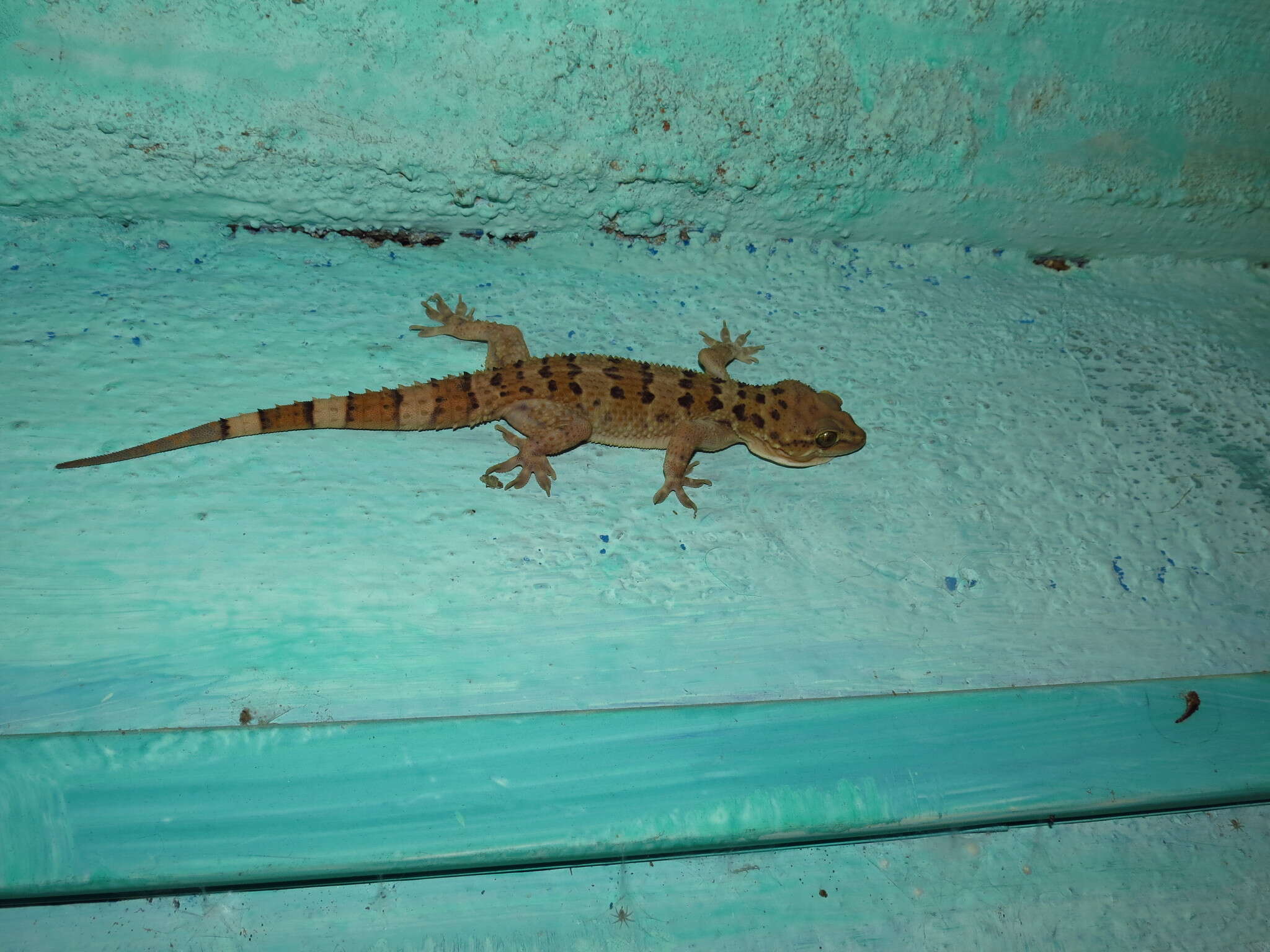 Image of Spotted Leaf-toed Gecko