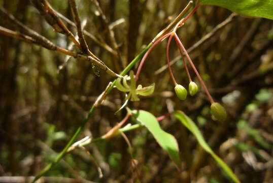 Image of Smilax vaginata Decne.