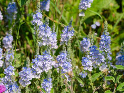 Image of Veronica pectinata L.