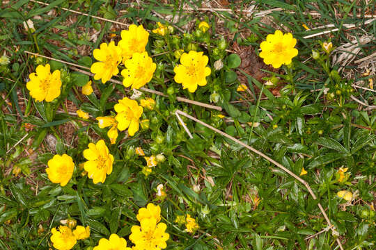 Image of Potentilla aurea L.