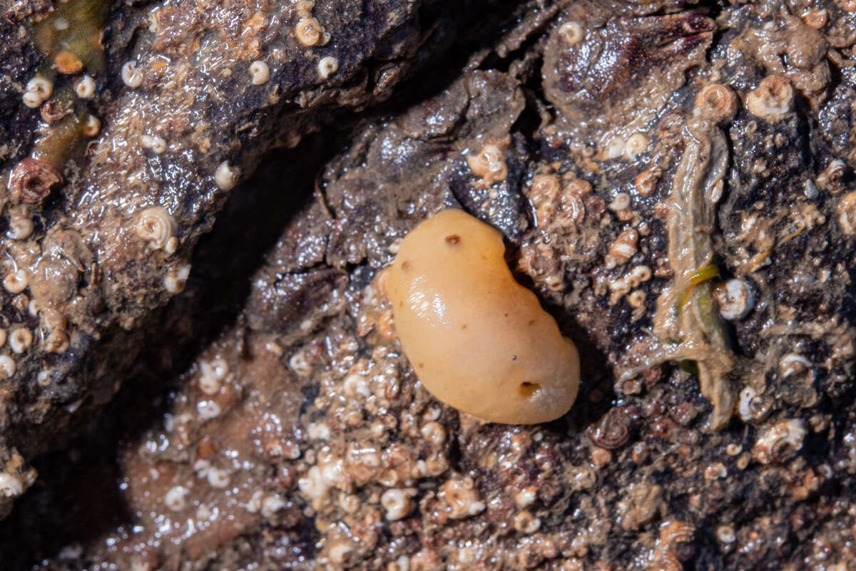 Image of grey sea slug