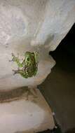 Image of Barking Treefrog