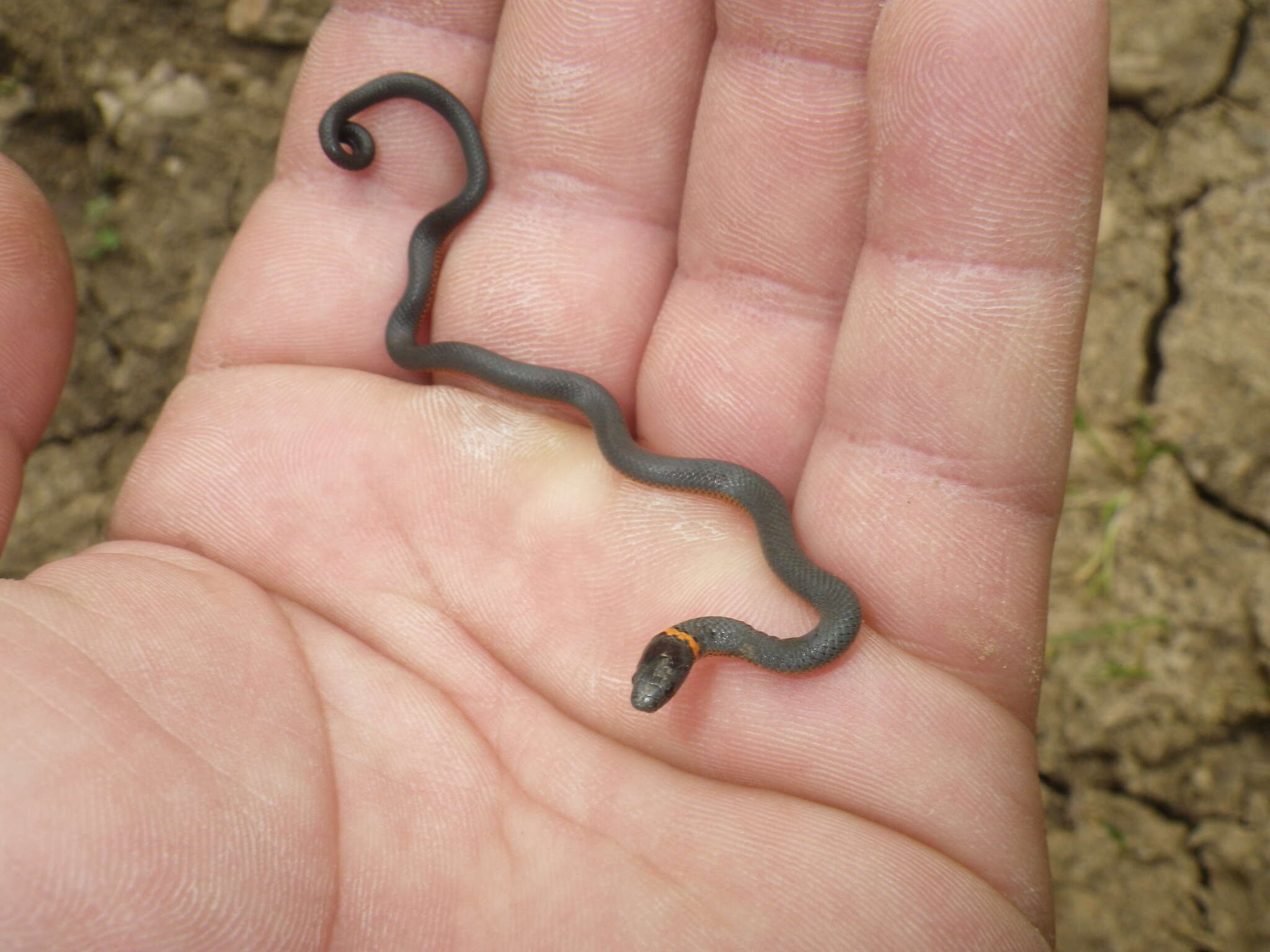 Image of Diadophis punctatus amabilis Baird & Girard 1853