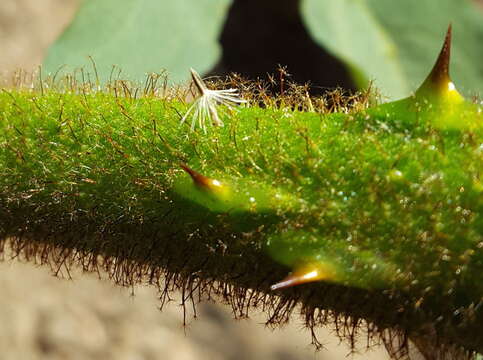 Solanum chrysotrichum Schltdl.的圖片