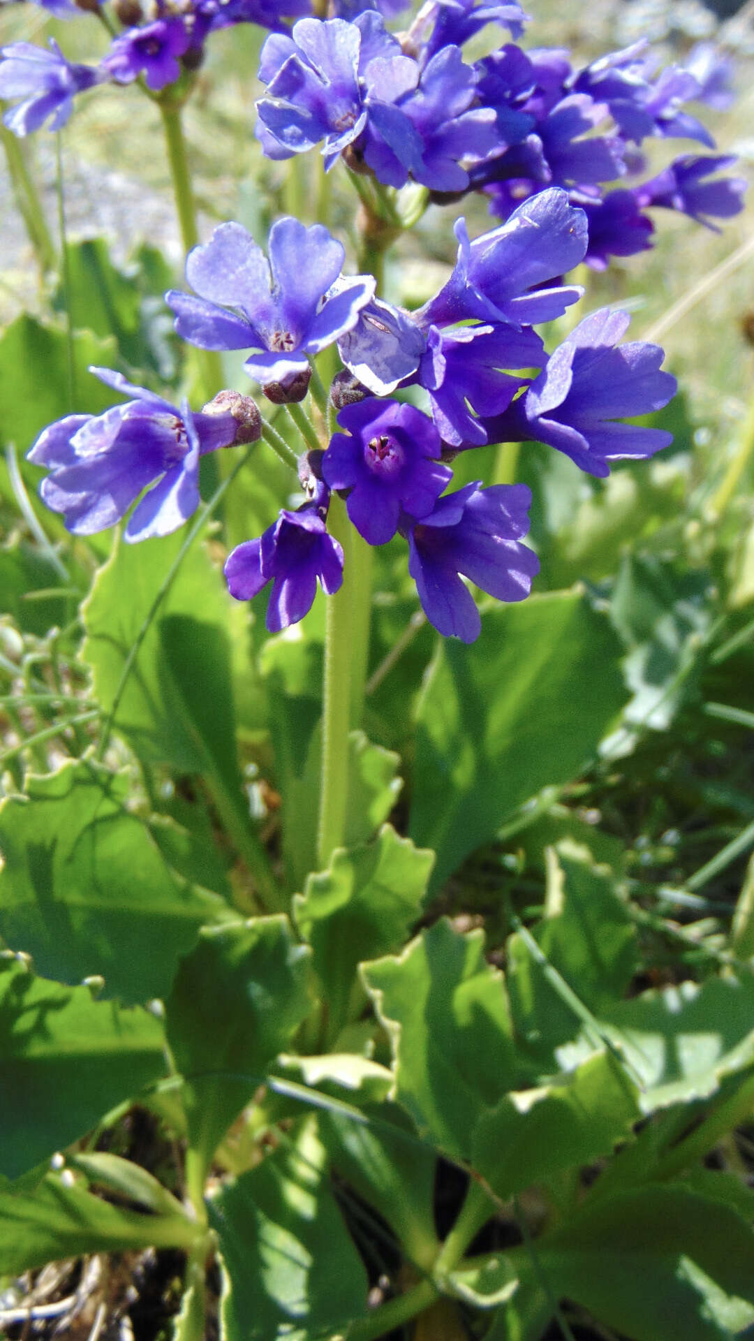 Primula latifolia subsp. graveolens (Hegetschw.) Rouy resmi