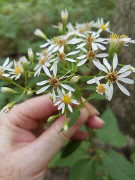 Image of Schreber's aster