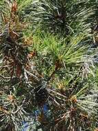 Image of chihuahua pine