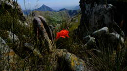 Image of Gladiolus nerineoides G. J. Lewis