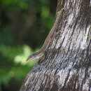 Image of Anolis scriptus scriptus Garman 1887