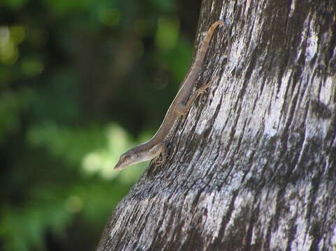 Image of Anolis scriptus scriptus Garman 1887