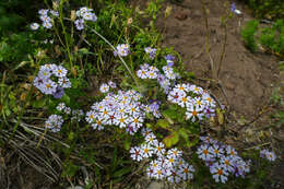 Image of Zaluzianskya villosa F. W. Schmidt