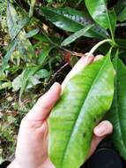 Image of Magnolia guatapensis (Lozano) Govaerts