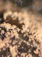 Image of Microascus