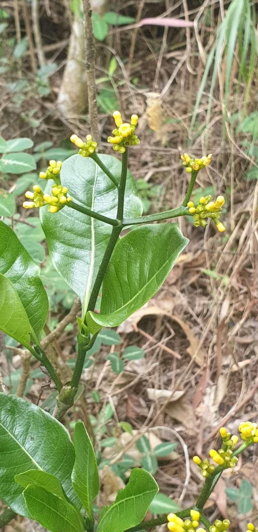 Image of Psychotria parkeri Baker