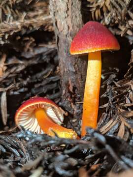 Imagem de Hygrocybe laetissima (A. H. Sm. & Hesler) Singer 1951