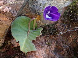 Sivun Streptocarpus galpinii Hook. fil. kuva