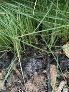 Image of Pineland Dropseed