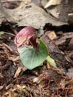 Image of Corybas taiwanensis T. P. Lin & S. Y. Leu