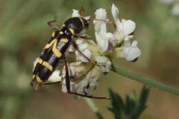 Image of Clytus rhamni Germar 1817