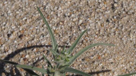 Image of ribbed cryptantha