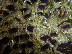 Image of Sandcastle worm