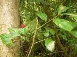 Image of Guarea rhopalocarpa Radlk.